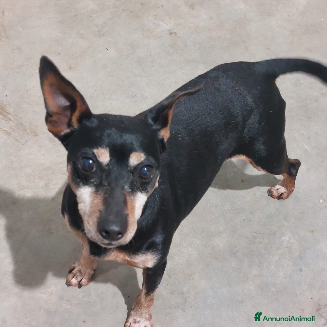 Meticcio cani in regalo: PIERINO  - Annuncio 3