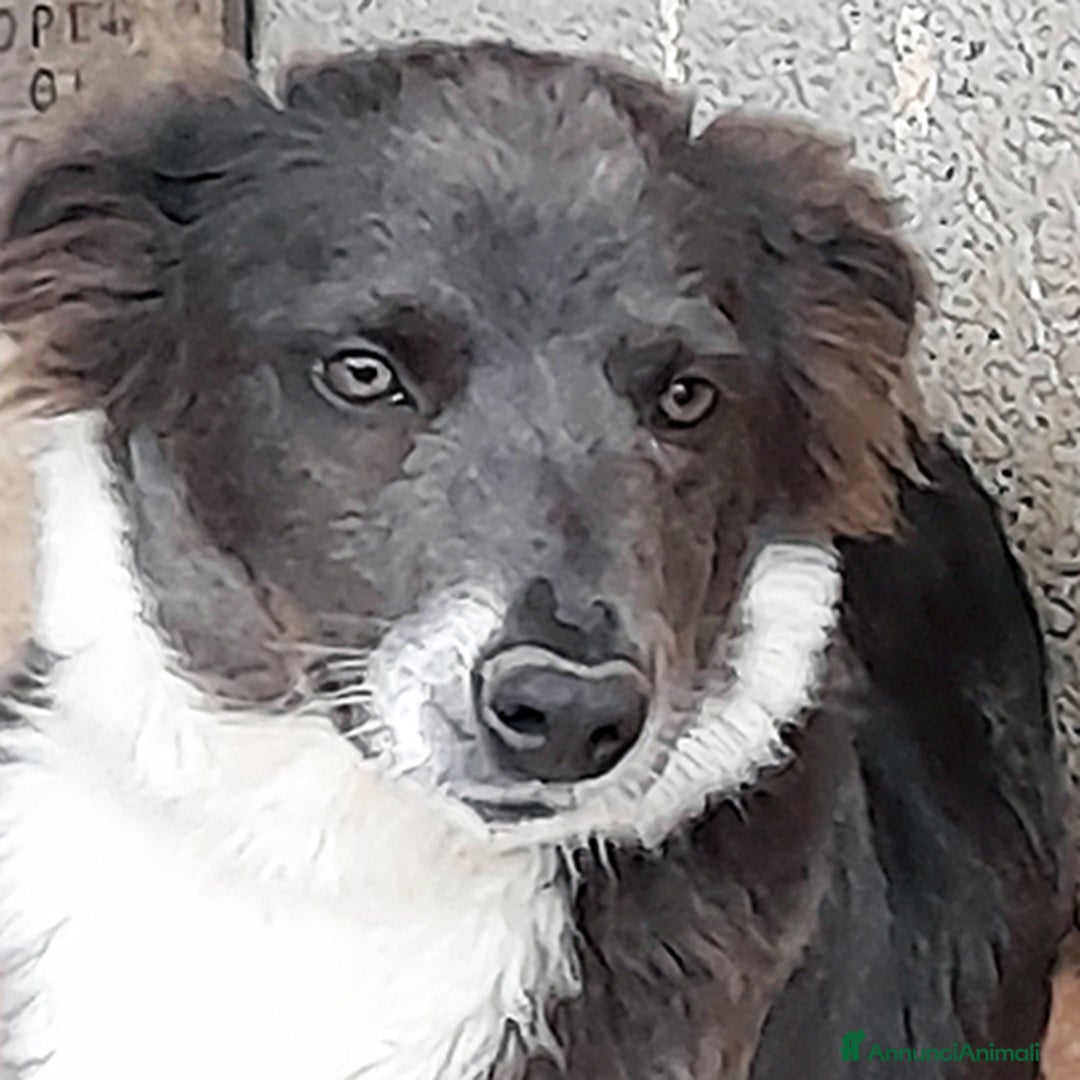 Meticcio cani in regalo: Dylan cucciolo in adozione - Annuncio 2