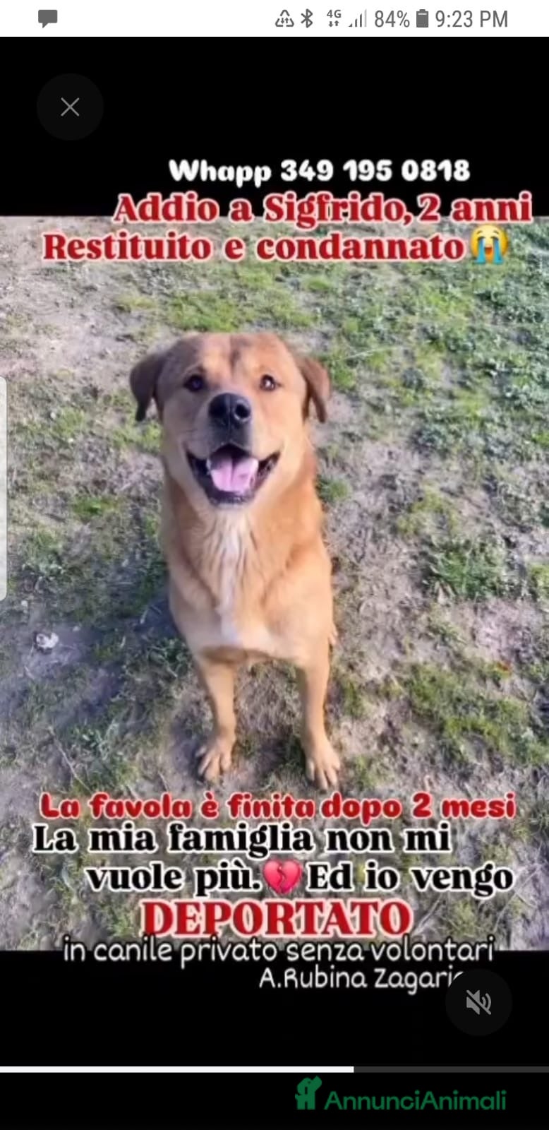 Meticcio cani ADOZ.DEL💔:restituito dopo 2mesi, in deportazione! - Annuncio 5