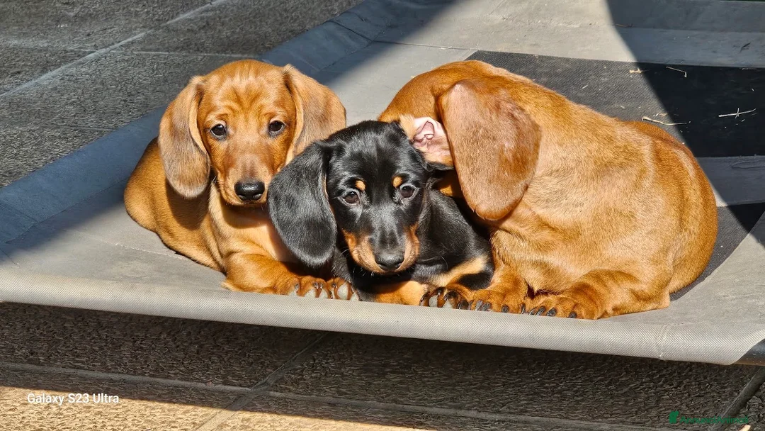 Bassotto cani in vendita: femmina bassotto nano pelo corto a Provincia di Treviso - Annuncio 2