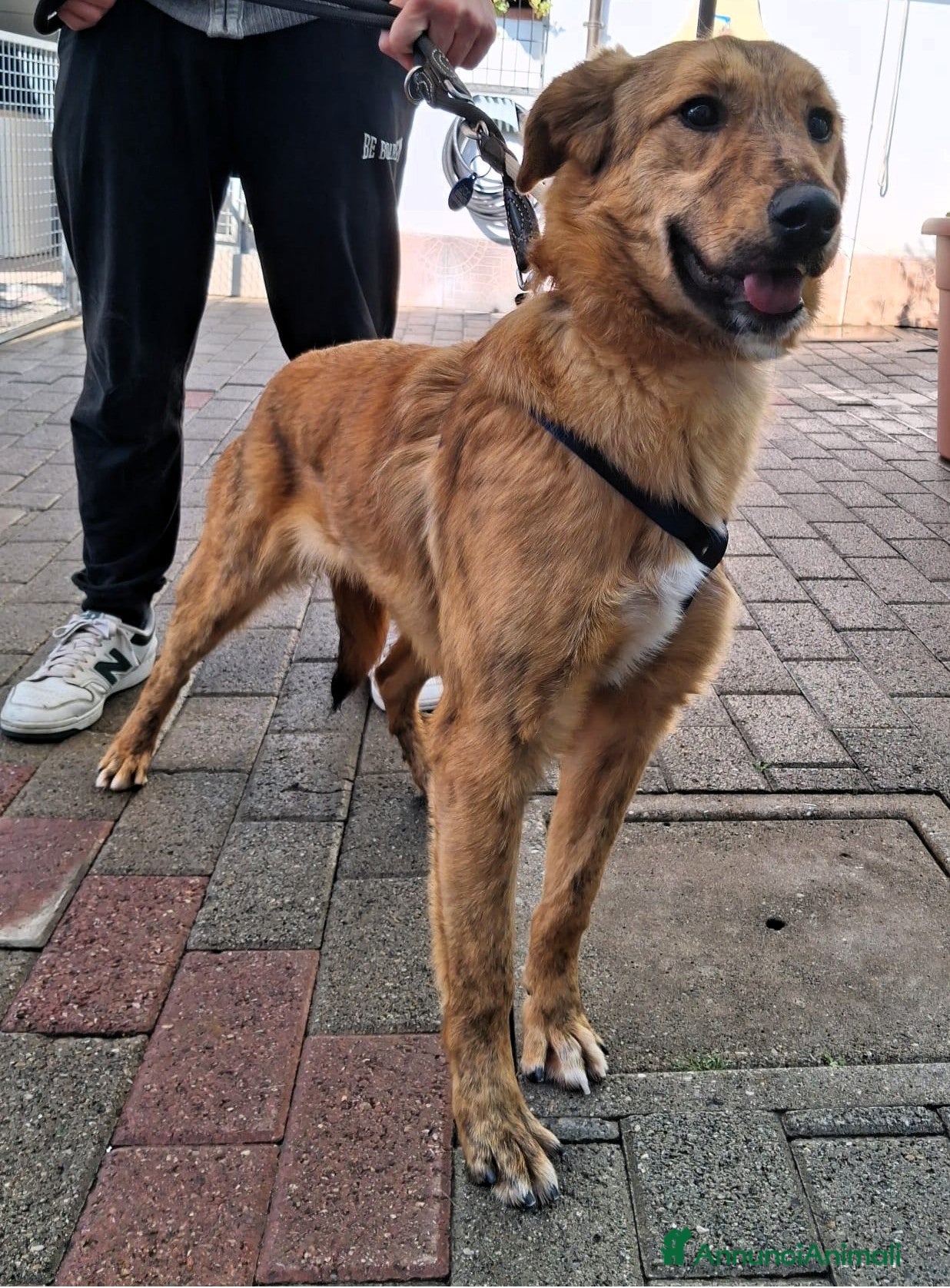 Meticcio cani PAPRIKA DOLCE CAGNOLINA - Annuncio 13