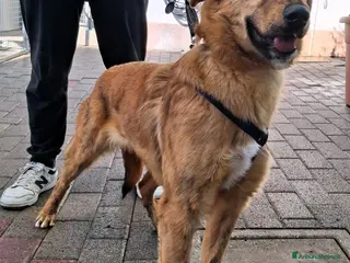 Meticcio cani PAPRIKA DOLCE CAGNOLINA - Annuncio 13