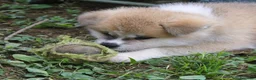 Akita Inu cani in vendita: CUCCIOLI DI AKITA DA ALLEVAMENTO ENCI - Annuncio 5