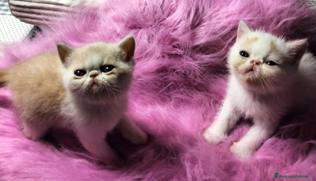 Exotic Shorthair gatti in vendita: Exotic Shorthair allevamento Exodora Sikelia  a Città metropolitana di Catania - Immagine 21