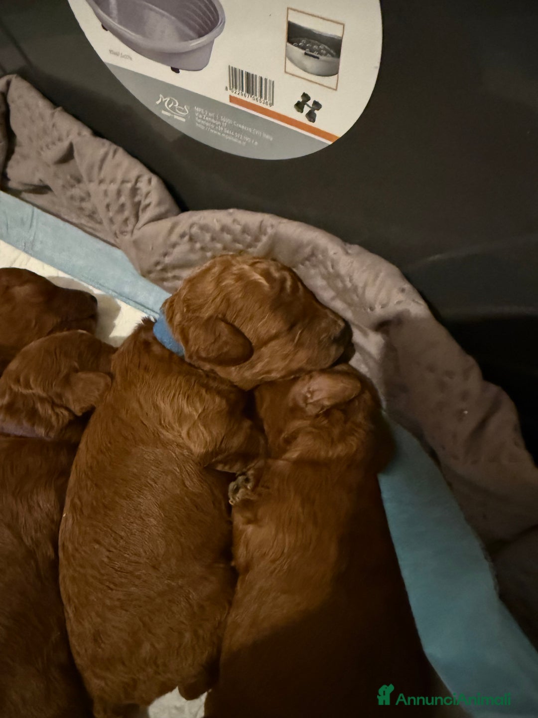 Barboncino Toy cani in vendita: barboncini toy pronti a fine dicembre  - Annuncio 4