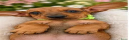 Bassotto cani in vendita: CUCCIOLI BASSOTTI STANDARD - Annuncio 10