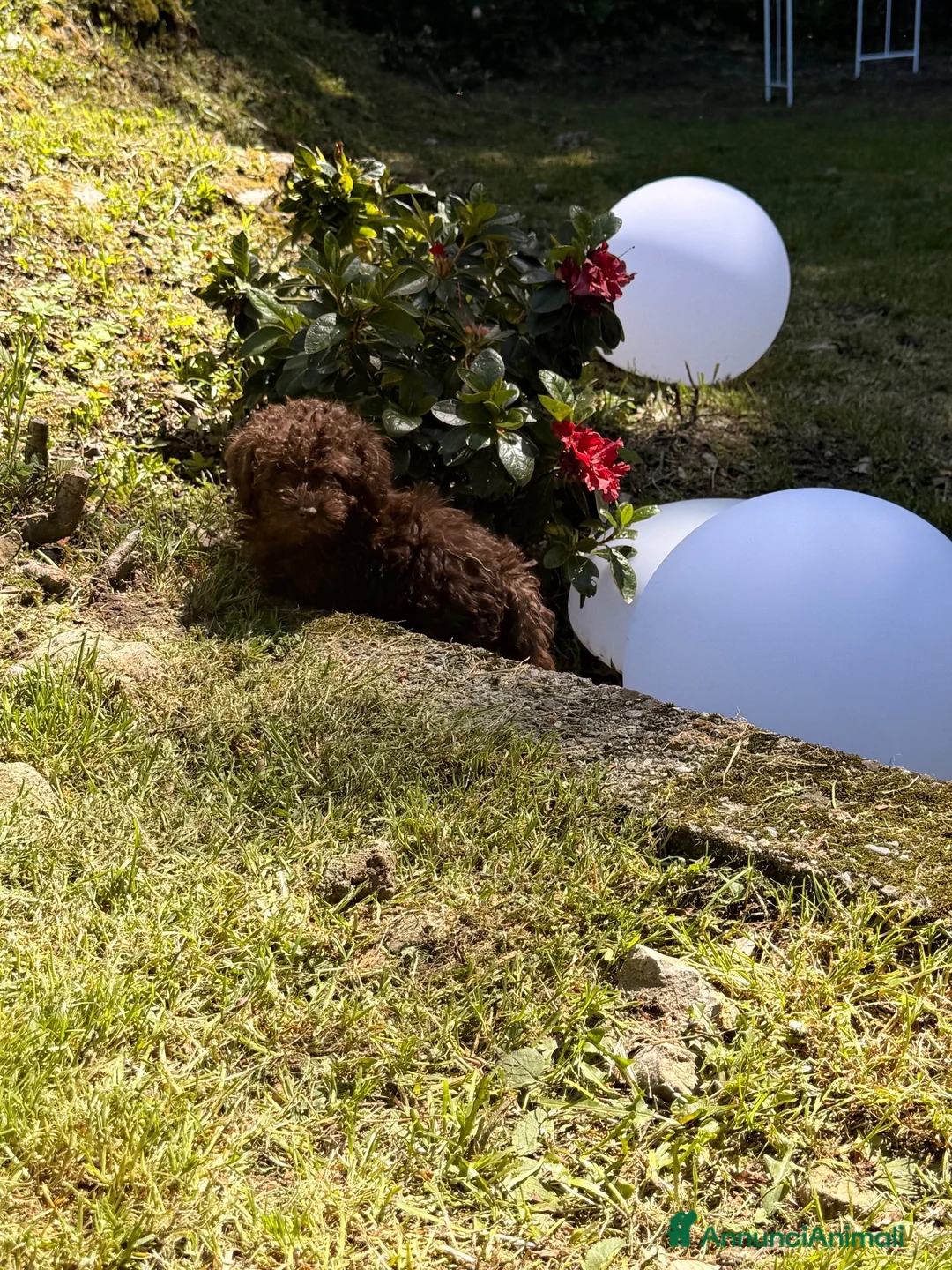 Barboncino cani in vendita: Cucciolo di barboncino  - Annuncio 4