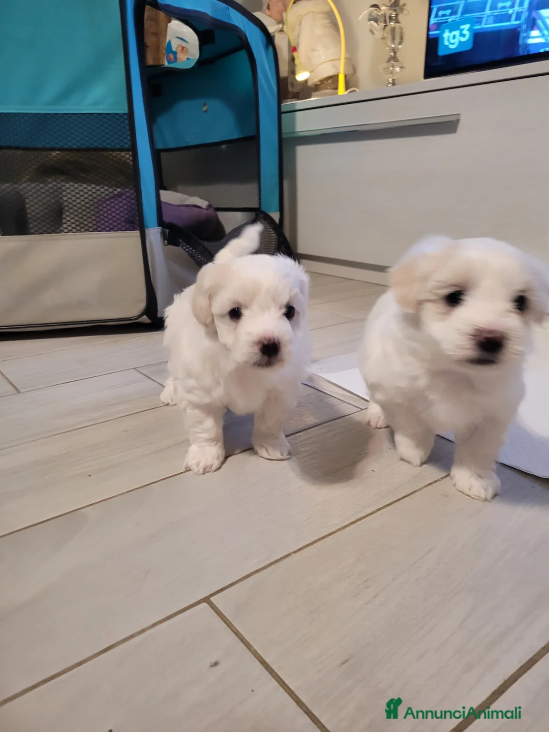 Maltese cani in vendita: Cercano casa - Annuncio 3