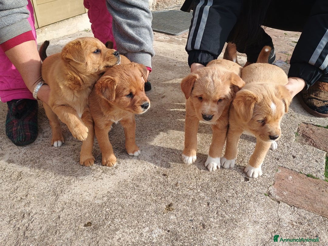 Meticcio cani in vendita: 4 Piccoli vicino Mantova Cercano un Nuovo Inizio! - Annuncio 2
