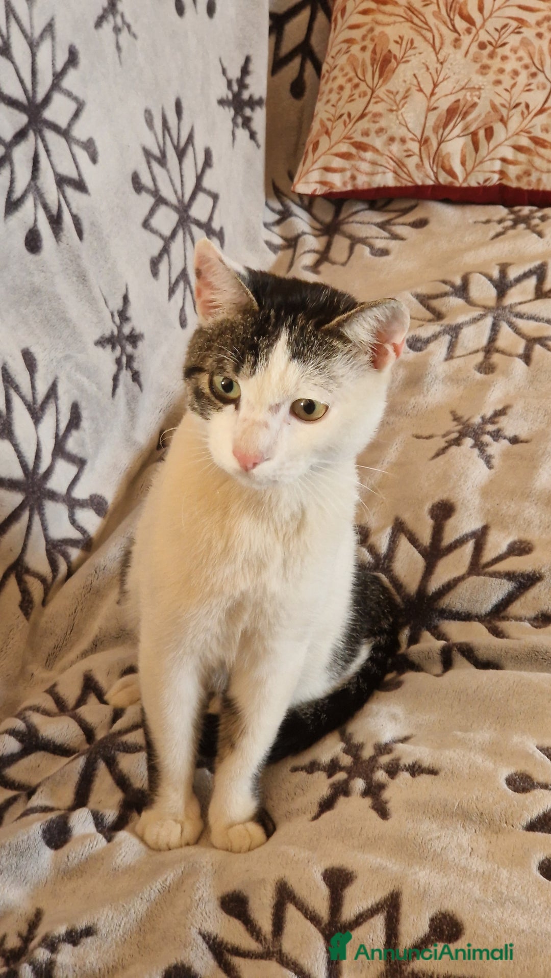 Europeo gatti in regalo: Gattino di circa 6 mesi cerca casa - Annuncio 2