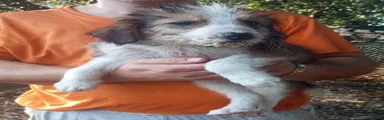 Artù
