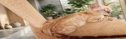 Bengala gatti in vendita: Bengala Snow Lynx femmina e Brown Spotted maschio  - Annuncio 3