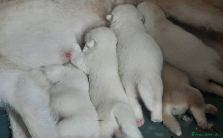 Alaskan Malamute cani a Città Metropolitana di Bologna - Annuncio 4
