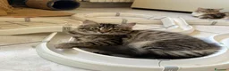Siberiano gatti in vendita: Cuccioli Siberiano - Annuncio 7