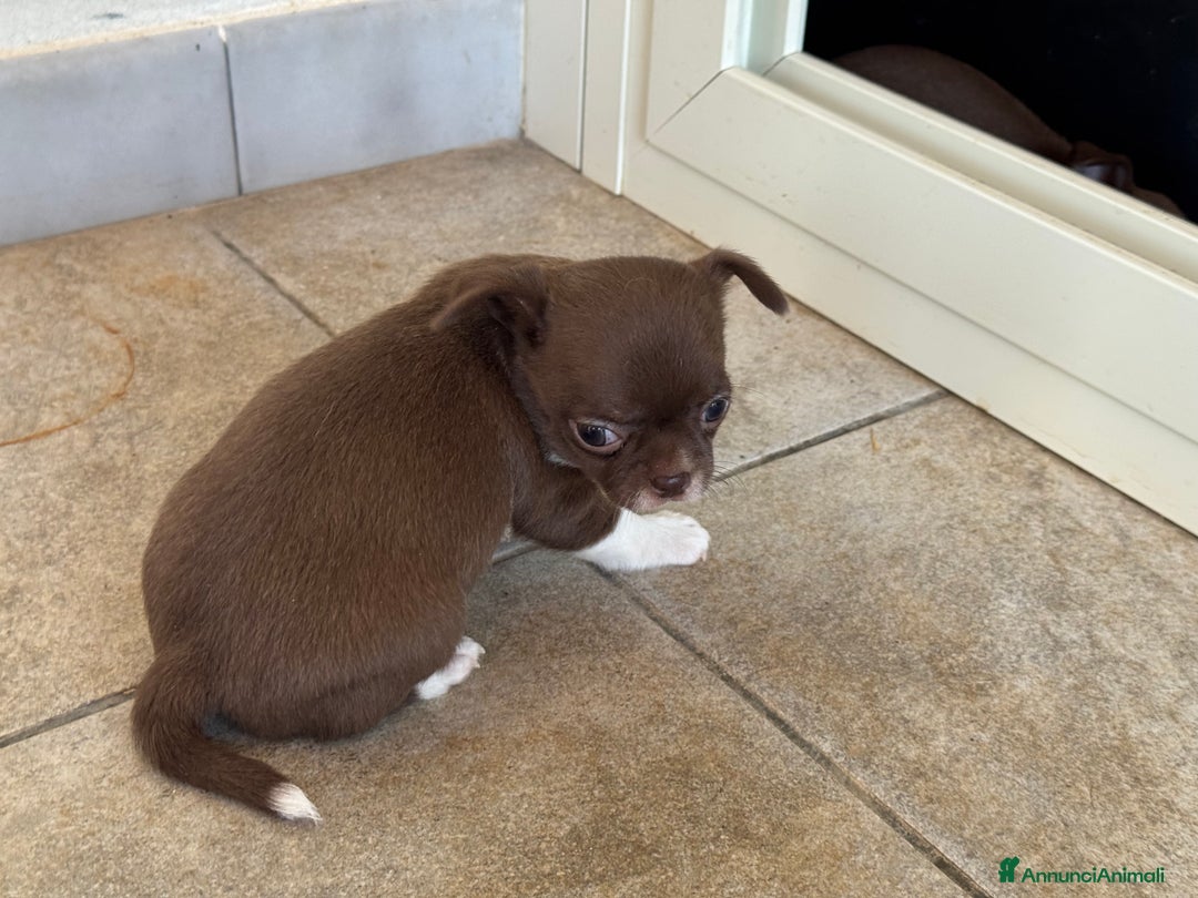 Chihuahua cani in vendita: Cuccioli di chihuahua  a Città metropolitana di Milano - Immagine 20