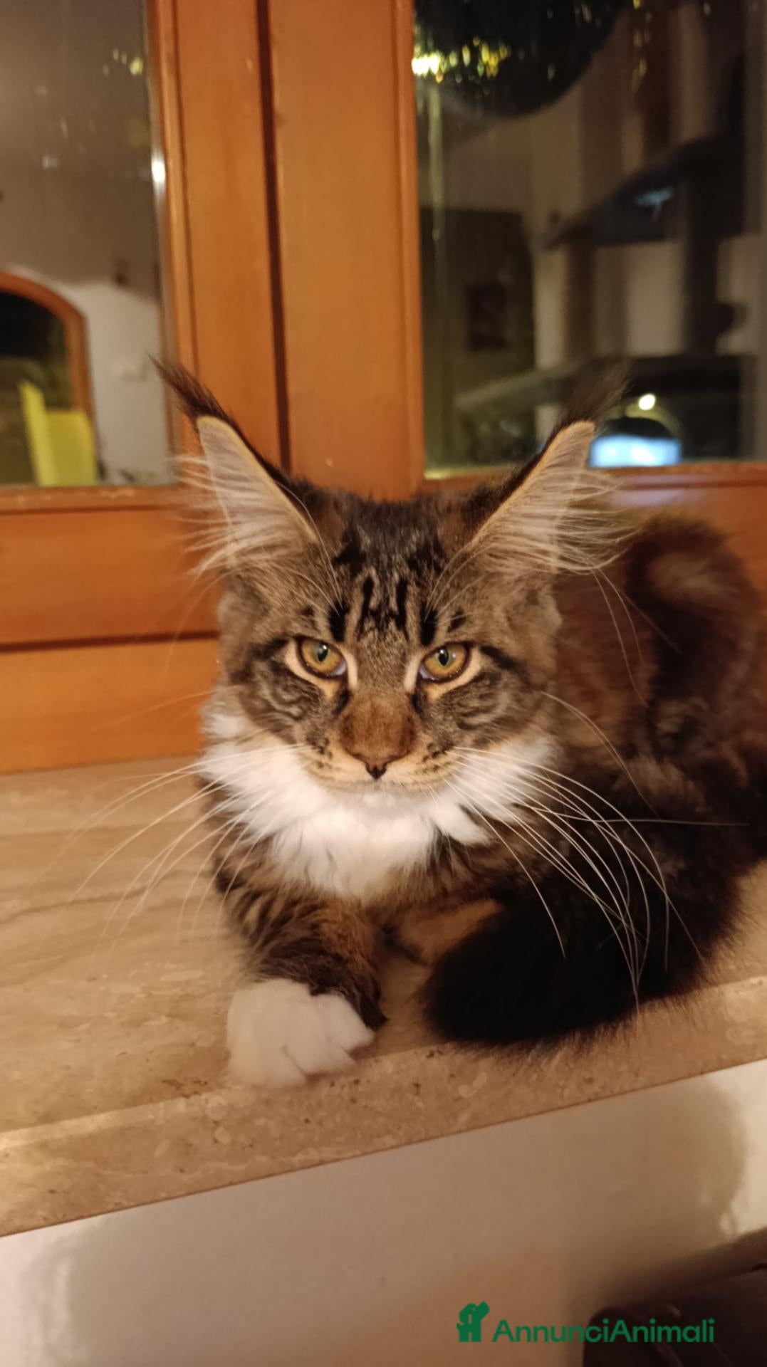 Maine Coon gatti Magnificus vultus Minerva - Annuncio 4