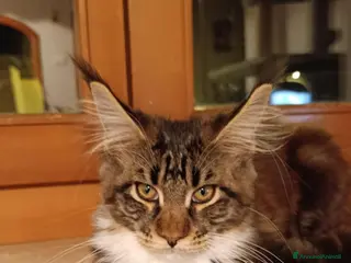 Maine Coon gatti Magnificus vultus Minerva - Annuncio 4