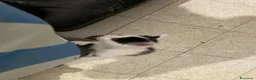 Meticcio gatti in regalo: GATTINI  a Città metropolitana di Milano - Annuncio 11