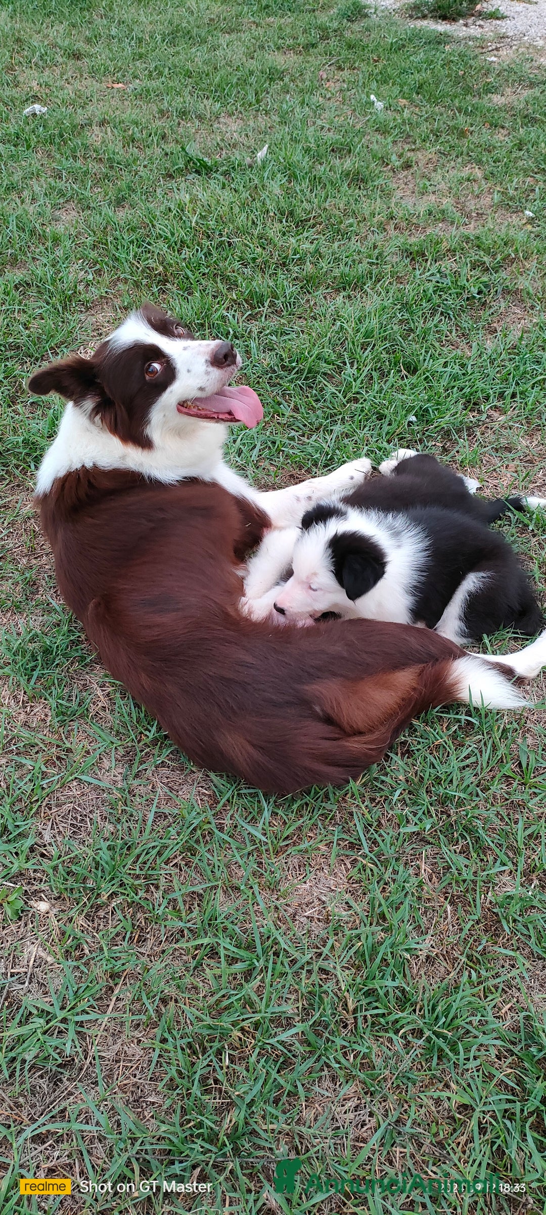 Border Collie cani in vendita: Border collie  - Annuncio 2