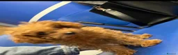 Barboncino Toy cani per accoppiamento: Barboncino mini toy per accoppiamento - Annuncio 4