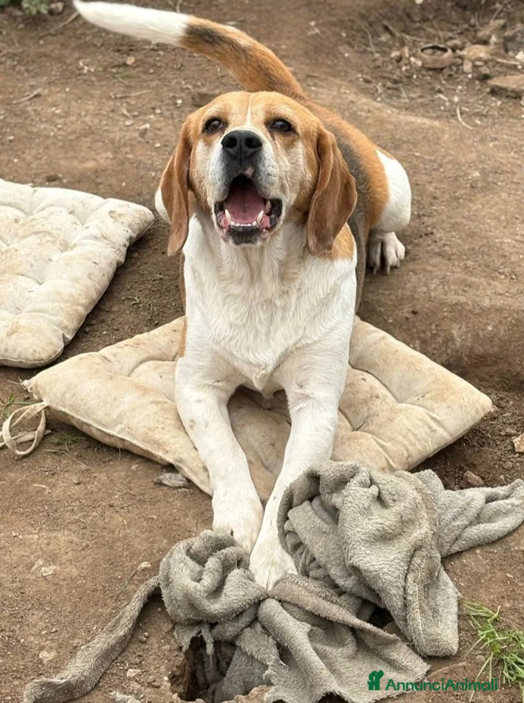 Beagle cani in regalo: ADOZIONE DEL CUORE PER IL DOLCE BEAGLE PUMBA - Annuncio 2