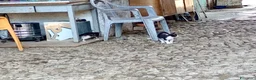 Meticcio gatti in regalo: GATTINI a Provincia di Piacenza - Annuncio 5