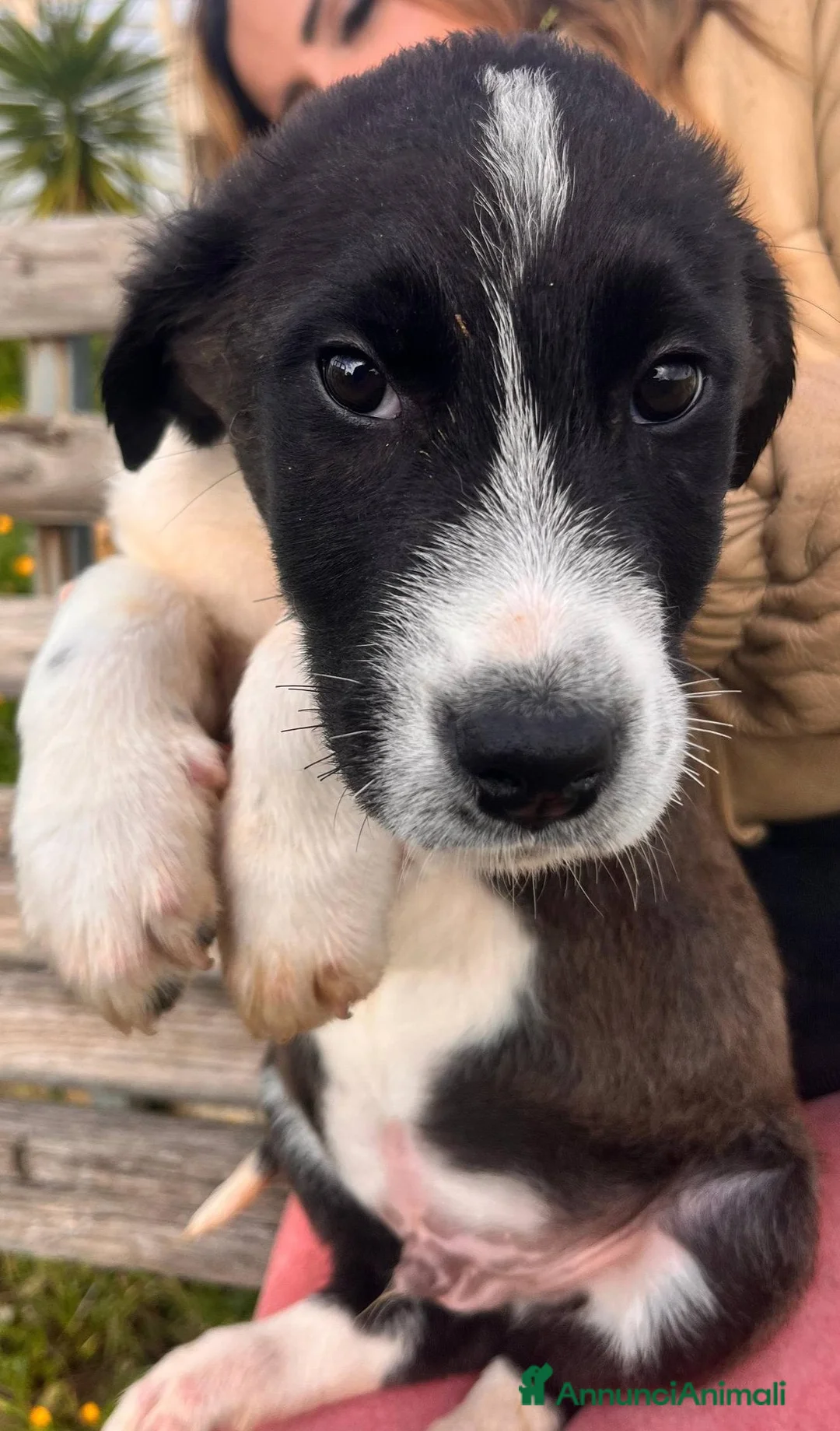 Meticcio cani in regalo: Cuccioli irresistibili in adozione - Annuncio 13