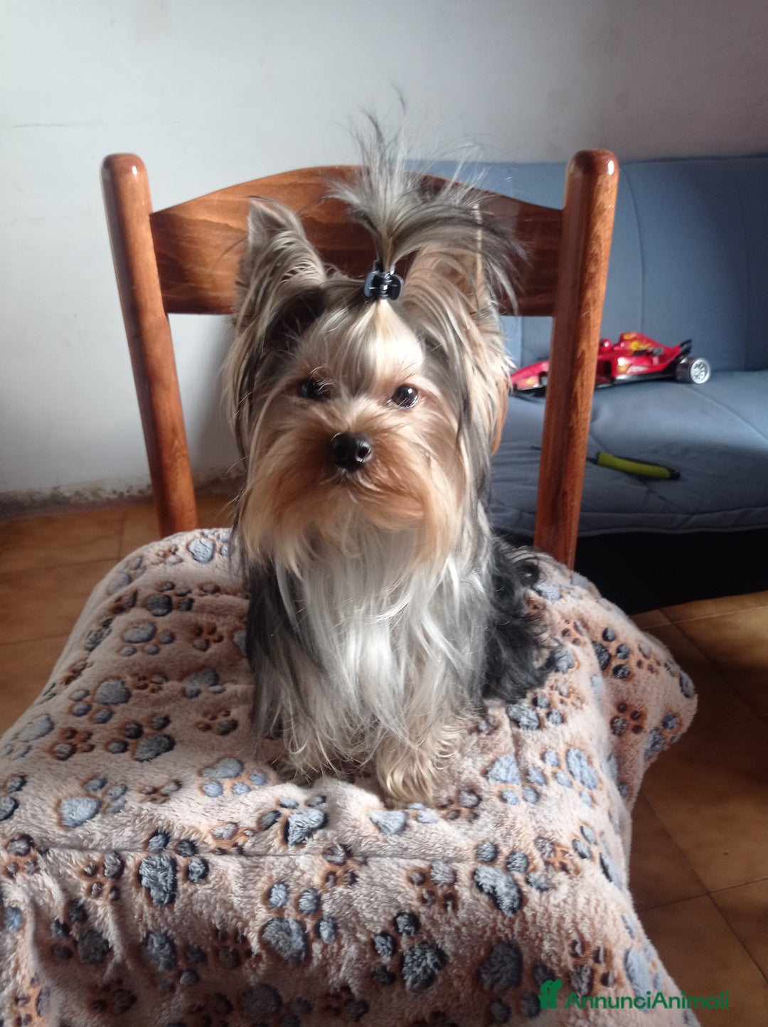 Yorkshire cani per accoppiamento: Cerco compagna  - Annuncio 8