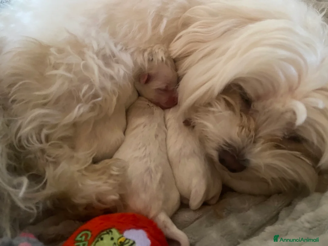 Maltese cani in vendita: Cuccioli maltesi a Città Metropolitana di Firenze - Annuncio 5