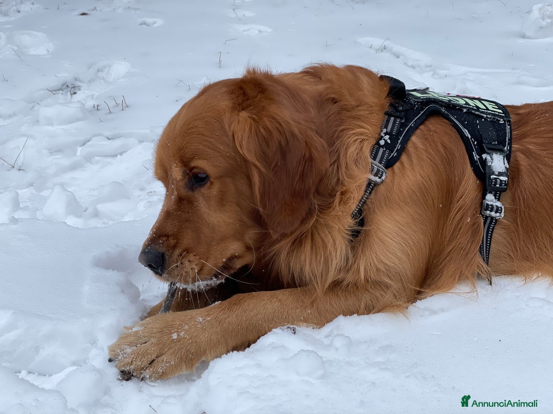 Golden Retriever cani per accoppiamento: GOLDEN RETRIEVER MASCHIO PER ACCOPPIAMENTO a Città Metropolitana di Milano - Immagine 18
