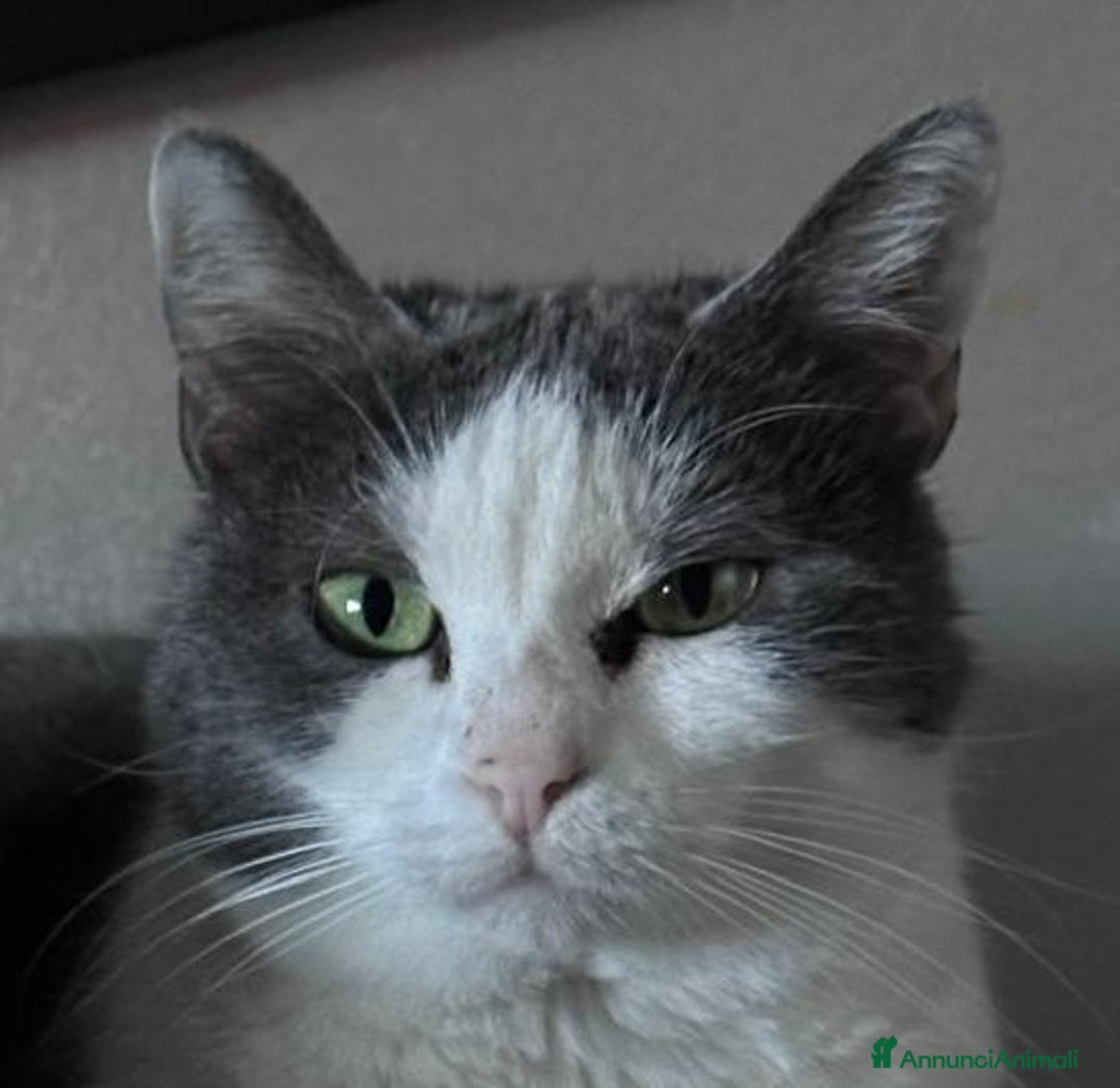 Europeo gatti in regalo: Teneri gatti in adozione, WEINE e UANA! - Annuncio 6