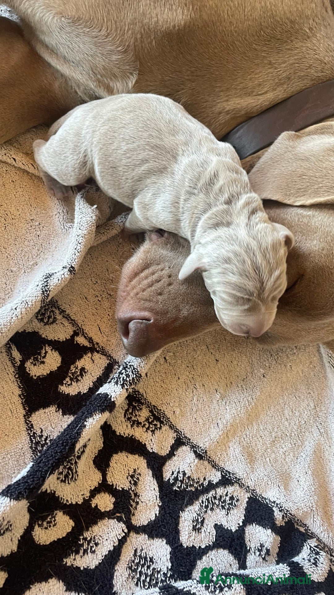 Weimaraner cani in vendita: Cuccioli di Weimarainer - Annuncio 8