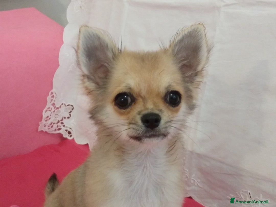 Chihuahua cani in vendita: Chihuahua Femmina a pelo lungo con Pedegree Enci  - Annuncio 20