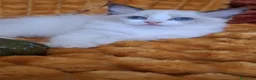 Ragdoll gatti in vendita: Ragdoll con Pedigree  - Annuncio 3