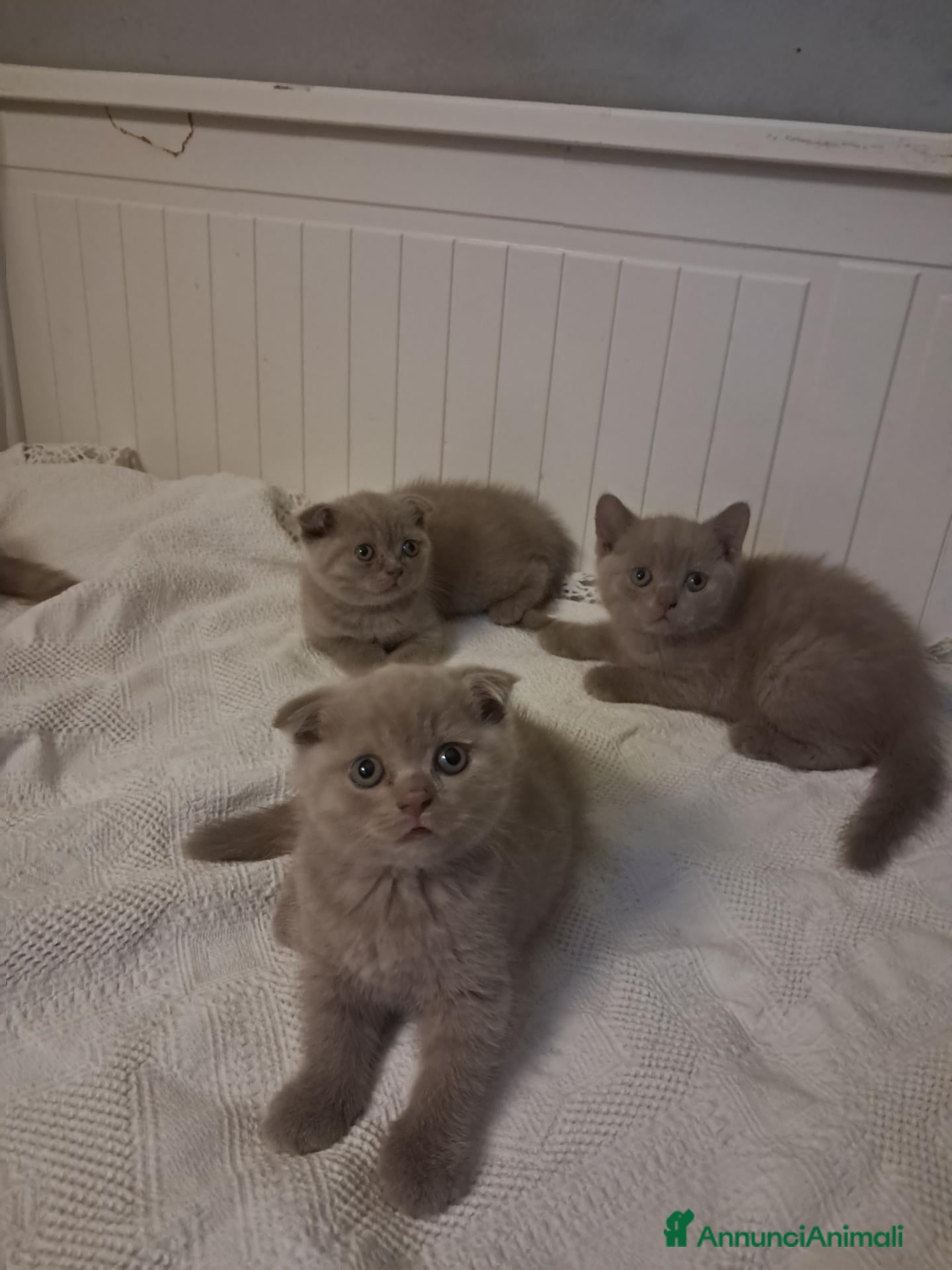 Scottish gatti Scottish fold femmina  - Annuncio 6