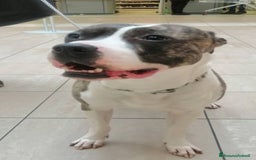 Pitbull cani in regalo: Pitbull 3anni equilibrato,ok bimbi URGENTE GENOVA a Città metropolitana di Milano - Immagine 5