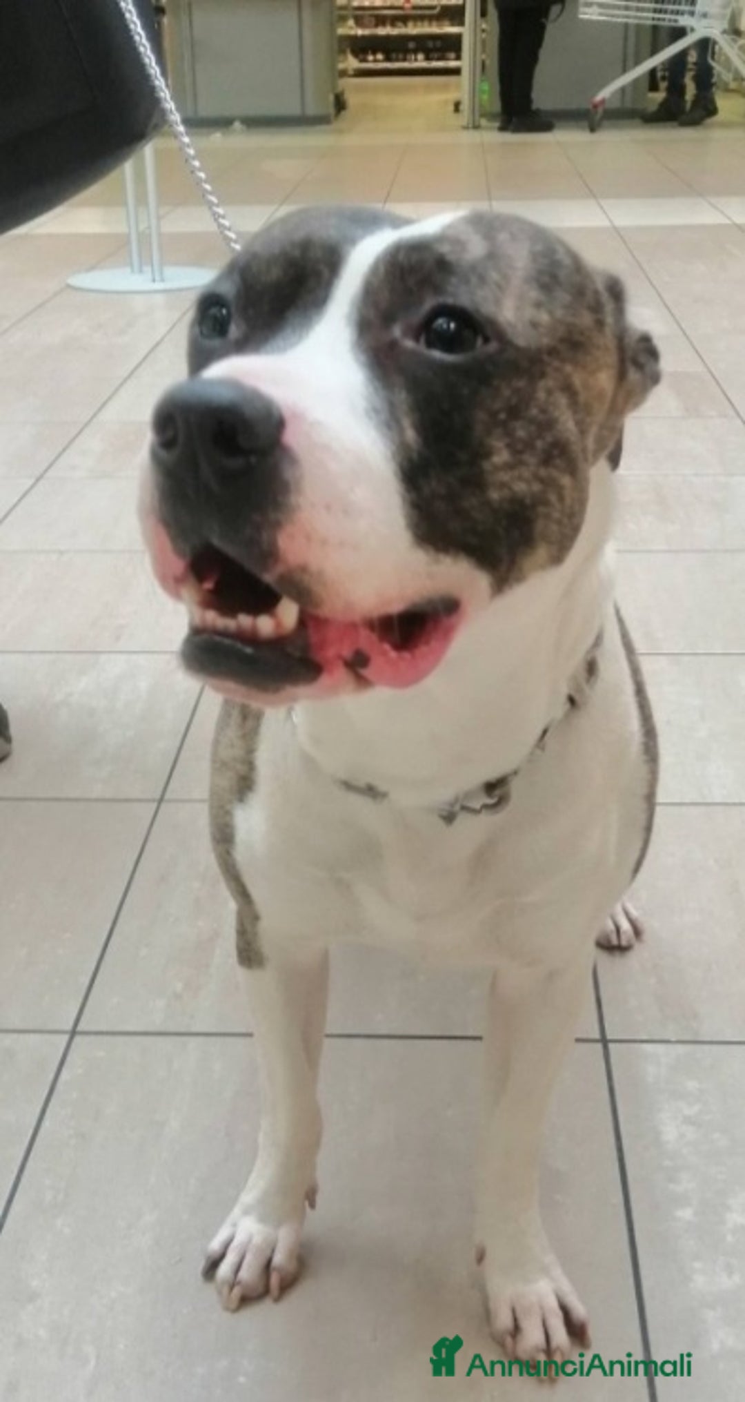 Pitbull cani in regalo: Pitbull 3anni equilibrato,ok bimbi URGENTE GENOVA a Città metropolitana di Milano - Immagine 5