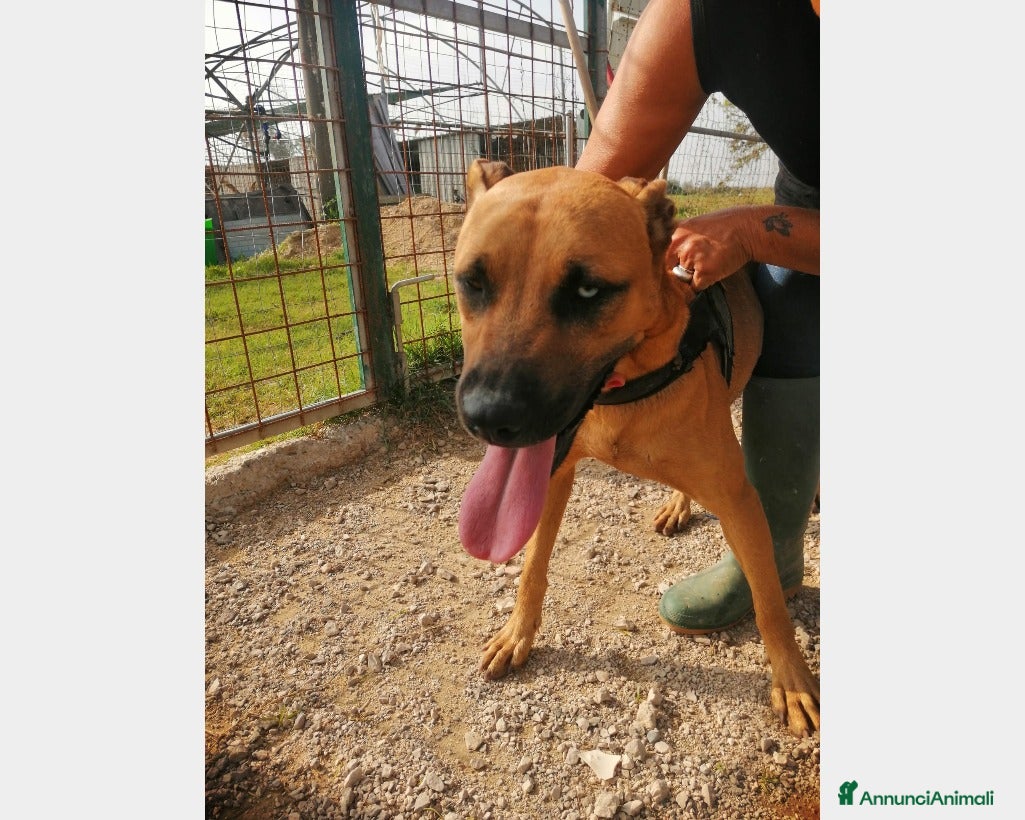 Pitbull cani Simil Pitbull femmina 2nni 1occhio azzurro.SALERNO a Milano - Annuncio 3