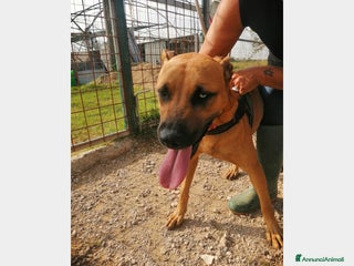 Pitbull cani Simil Pitbull femmina 2nni 1occhio azzurro.SALERNO a Milano - Annuncio 1