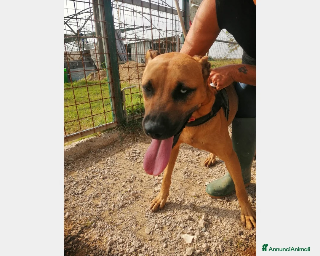 Pitbull cani in regalo: Simil Pitbull femmina 2nni 1occhio azzurro.SALERNO a Milano - Annuncio 1