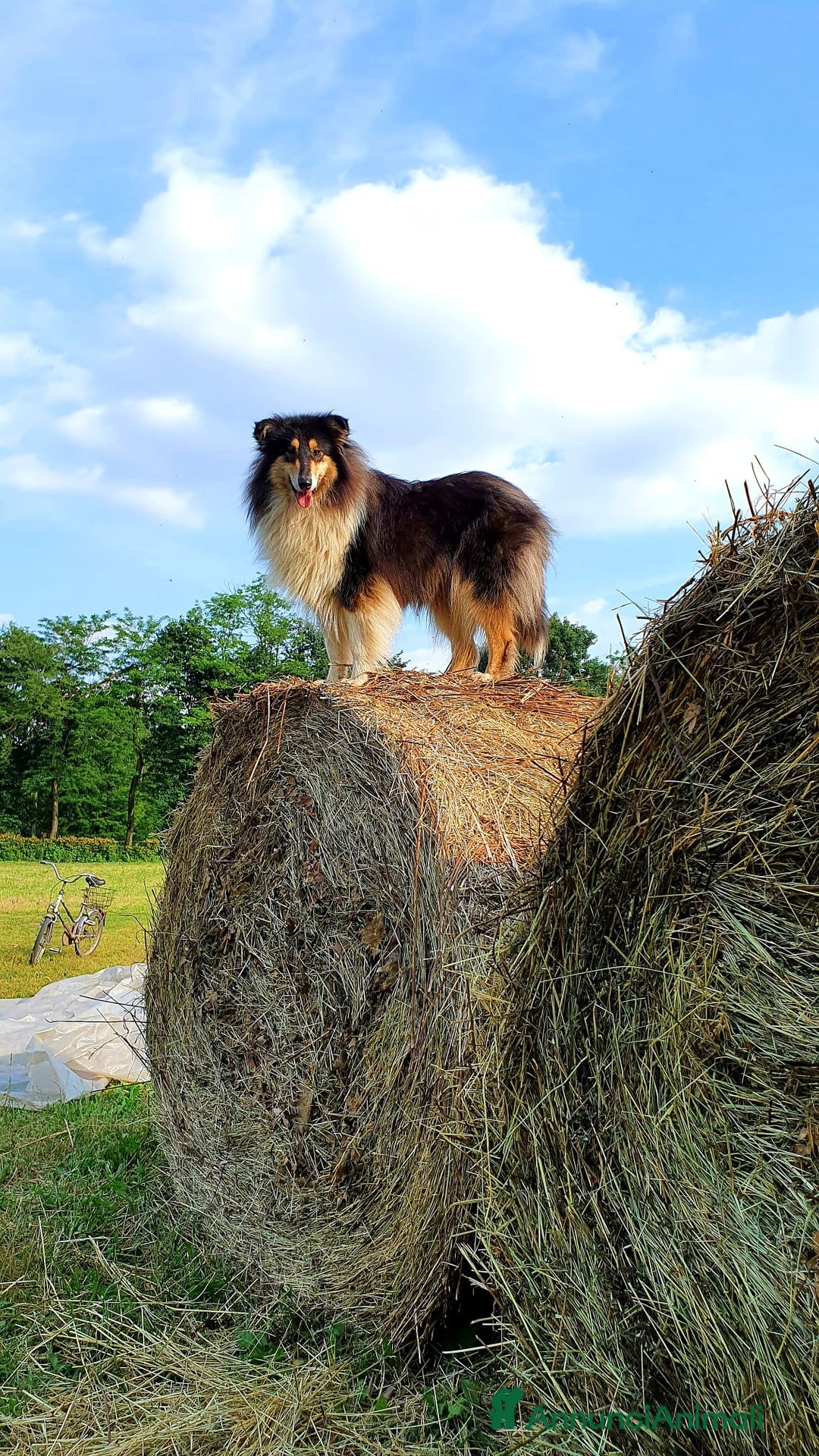 Collie cani in vendita: Cucciolo di pastore scozzese a pelo lungo  - Annuncio 4