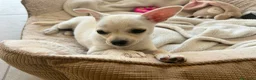 Chihuahua cani in vendita: Chihuahua  - Annuncio 3
