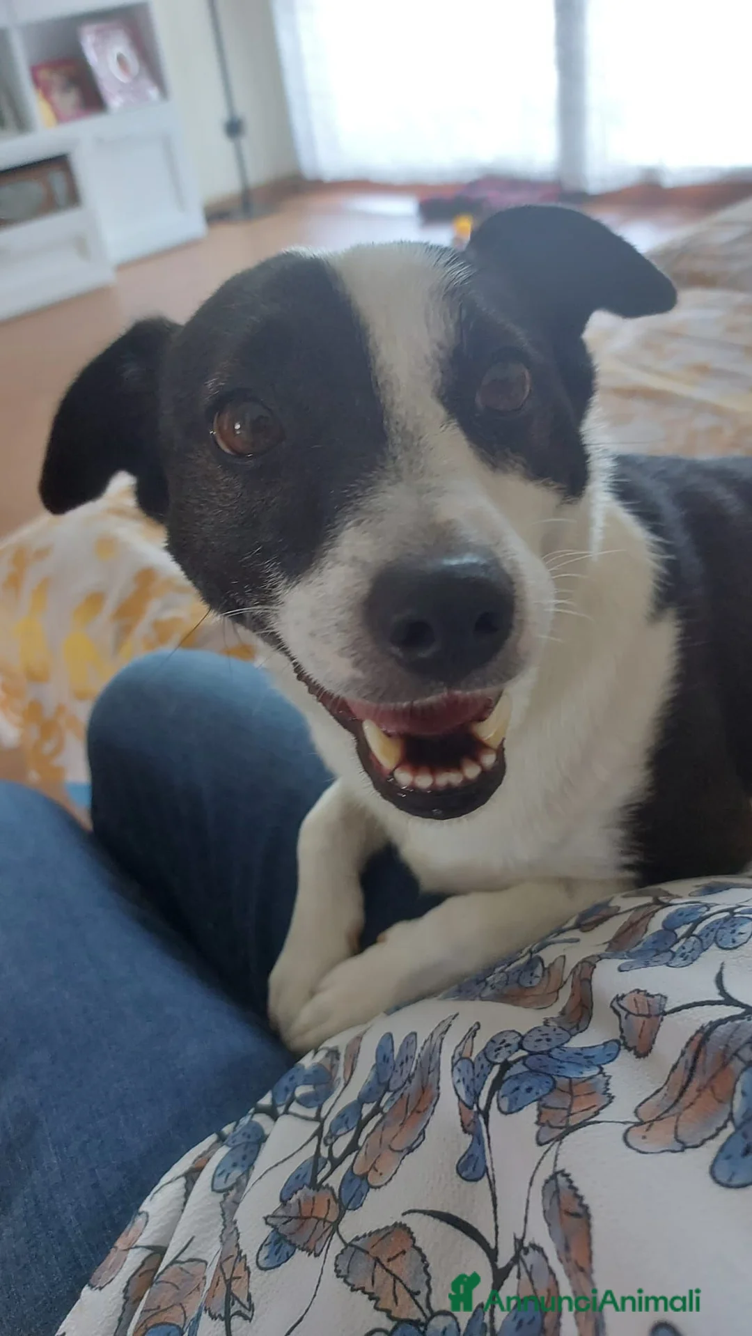 Meticcio cani in regalo: Spillo meticcio - Annuncio 3