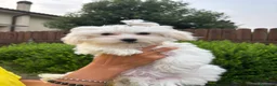 Maltese cani in vendita: Cucciolo maltese  - Annuncio 1