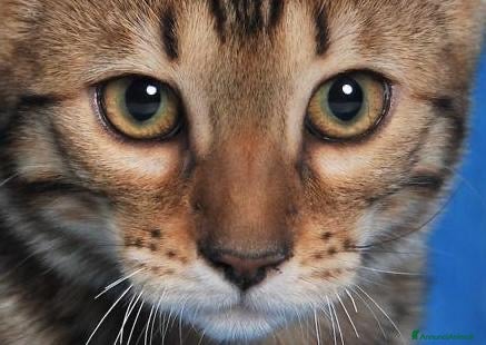 Bengala gatti Cuccioli Bengala Jangaleecats - Annuncio 2