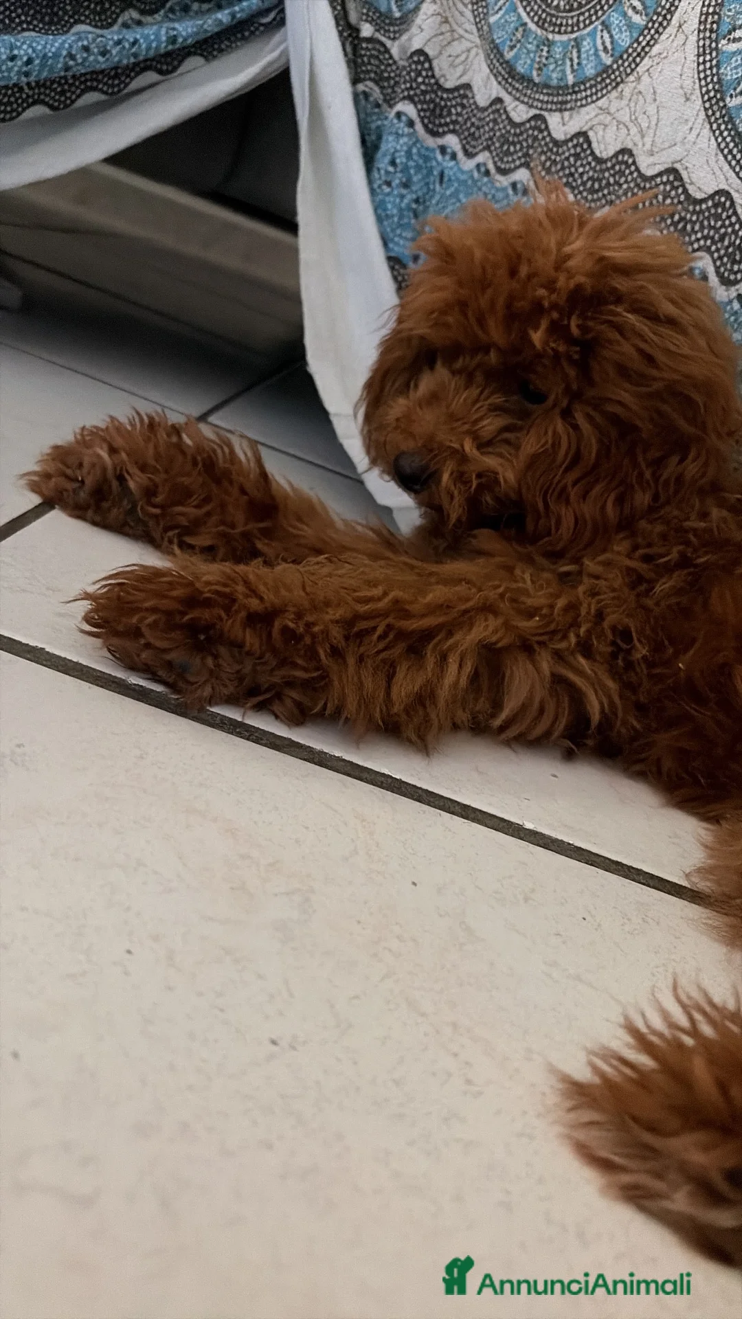 Barboncino Toy cani in vendita: Barboncino toy di 6 mesi - Annuncio 7