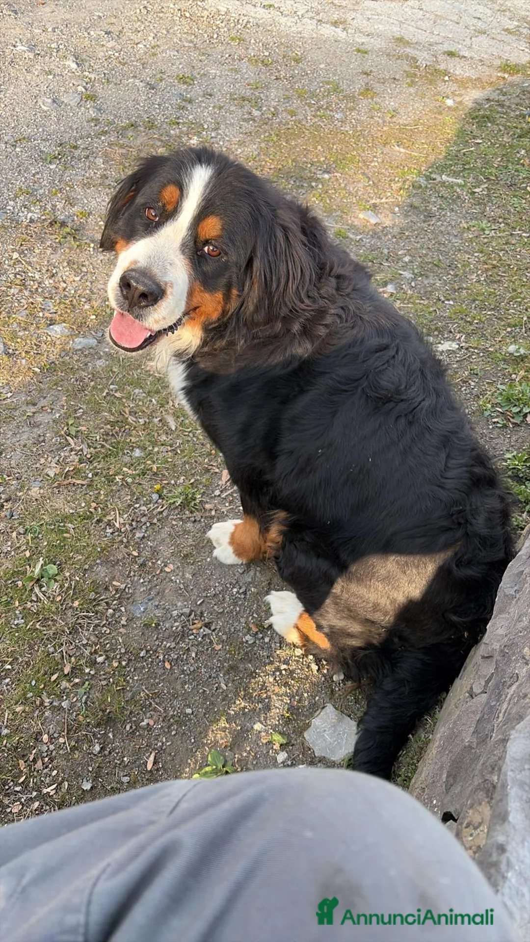 Bovaro del Bernese cani in vendita: Splendidi Cuccioli Bernese Tricolore - Annuncio 2