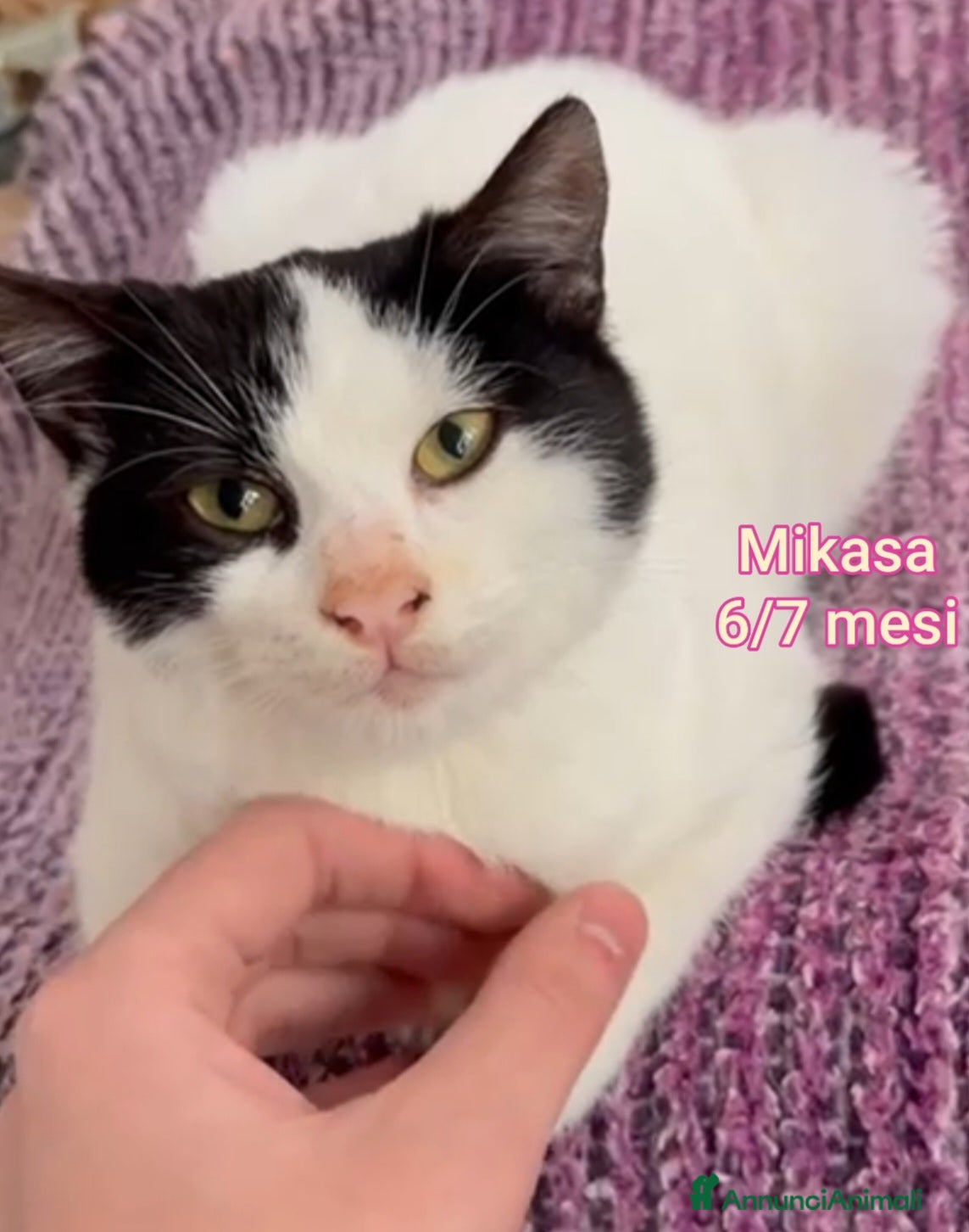 Altre razze gatti GATTINI SOLI ED ESCLUSI! - Annuncio 2