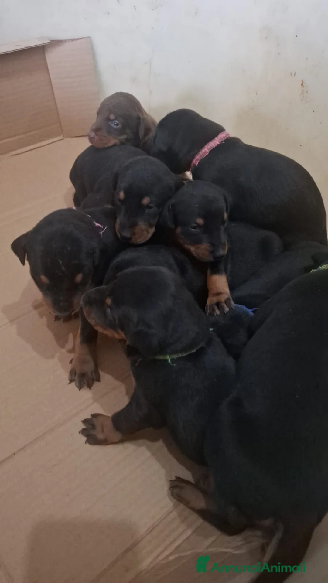Dobermann cani in vendita: Cuccioli di dobermann  - Annuncio 4