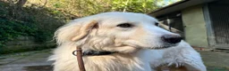 Meticcio cani in regalo: CLOE nonnina timidina tg grande - Annuncio 1
